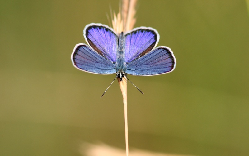 Plebejus argyrognomon